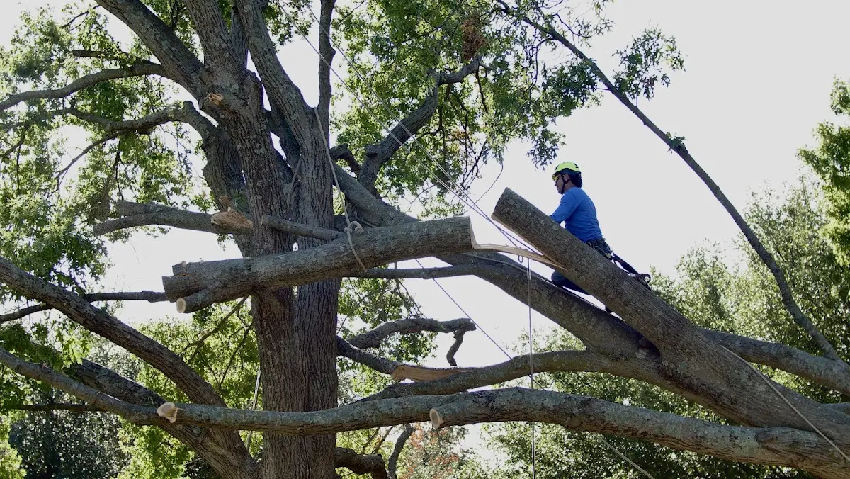 Professional Hazardous Tree Removal performed by certified arborists in Bradley